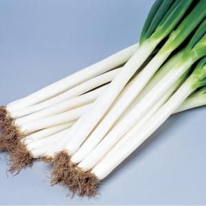 メーカー直送】夏扇パワー【サカタのタネ】 1dl - ネギ参謀