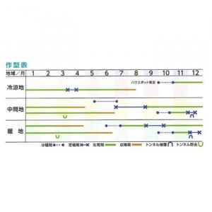 取り寄せ】羽緑2号一本太【トーホク種苗】 コート5000粒 - ネギ参謀