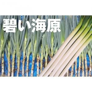 メーカー直送】碧い海原【トキタ種苗】 コート5000粒 - ネギ参謀