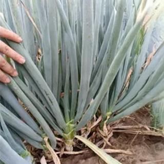 ౩(THN160)ڥȡۥġ 5000γ