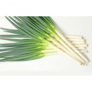 メーカー直送】龍美【横浜植木】 コート6000粒 - ネギ参謀オンライン