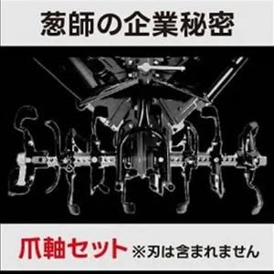 ツバキ出品ページ 楽天市場】【選べる現品発送】椿（ツバキ）黄鳳（キホウ）4.5号