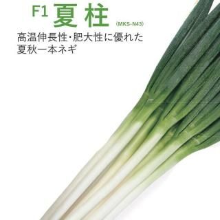 ڥ᡼ľ۲(MKS-N43)ڥߤɡۥ6000γ