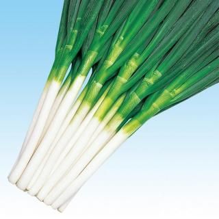 ڥ᡼ľ۲ƻ 渶μ 5000γ