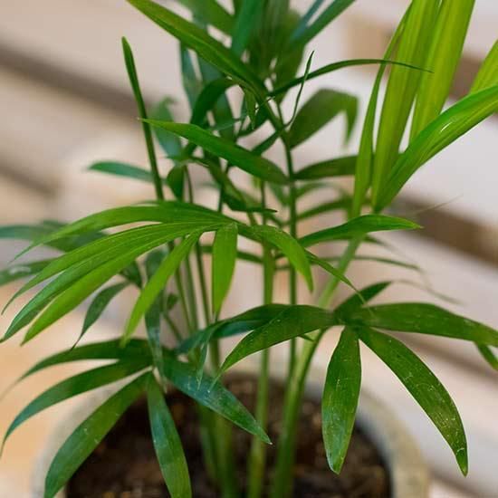 テーブルヤシ 花成 西新宿の花屋 日陰で楽しめる植物を扱うフラワーショップ テーブルヤシ 花成 西新宿の花屋 日陰で楽しめる植物を扱うフラワーショップ
