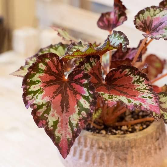 レックスベコニア 花成 西新宿の花屋 日陰で楽しめる植物を扱うフラワーショップ