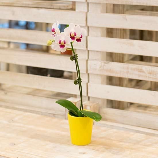 ミディ胡蝶蘭 Ileafアイリーフ 西新宿の花屋 日陰で楽しめる植物を扱うフラワーショップ