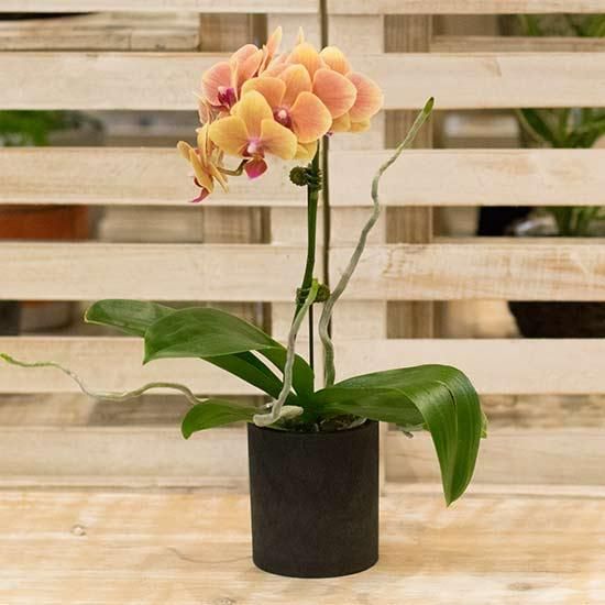 ミディ胡蝶蘭 花成 西新宿の花屋 日陰で楽しめる植物を扱うフラワーショップ ミディ胡蝶蘭 花成 西新宿の花屋 日陰で楽しめる植物を扱うフラワーショップ