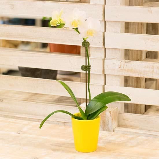 ミディ胡蝶蘭 花成 西新宿の花屋 日陰で楽しめる植物を扱うフラワーショップ ミディ胡蝶蘭 花成 西新宿の花屋 日陰で楽しめる植物を扱うフラワーショップ