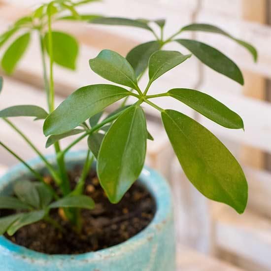 シェフレラ Ileafアイリーフ 西新宿の花屋 日陰で楽しめる植物を扱うフラワーショップ