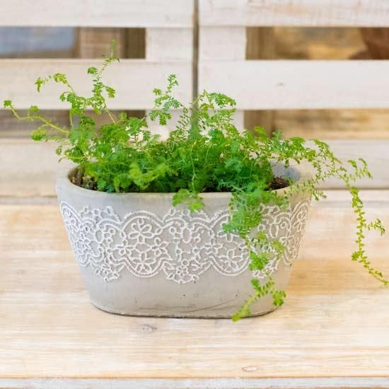レインボーファーン 花成 西新宿の花屋 日陰で楽しめる植物を扱うフラワーショップ レインボーファーン 花成 西新宿の花屋 日陰で楽しめる植物を扱うフラワーショップ