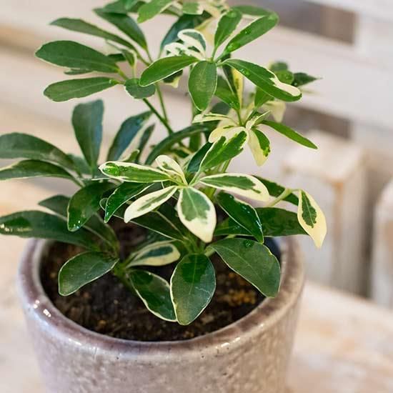 シェフレラ斑入り Ileafアイリーフ 西新宿の花屋 日陰で楽しめる植物を扱うフラワーショップ シェフレラ斑入り Ileafアイリーフ 西新宿の花屋 日陰で楽しめる植物を扱うフラワーショップ