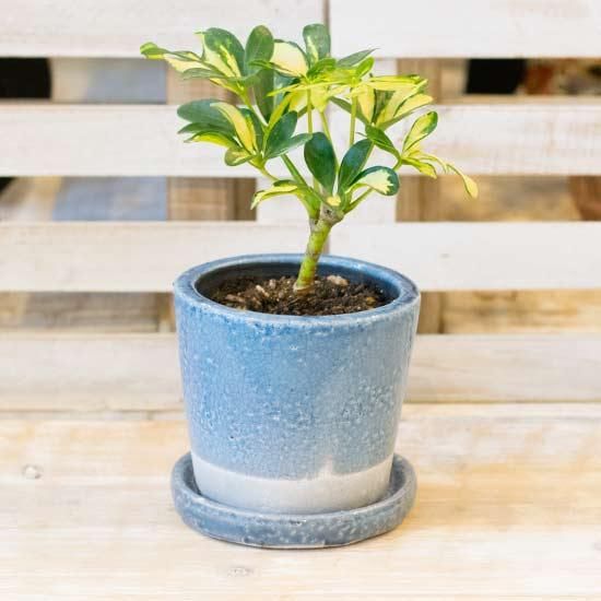 シェフレラ斑入り 花成 西新宿の花屋 日陰で楽しめる植物を扱うフラワーショップ シェフレラ斑入り 花成 西新宿の花屋 日陰で楽しめる植物を扱うフラワーショップ