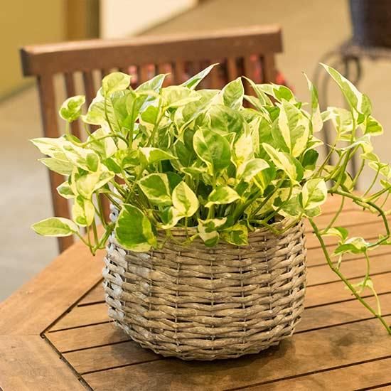 ポトス エンジョイ 鉢カバー入り 花成 西新宿の花屋 日陰で楽しめる植物を扱うフラワーショップ