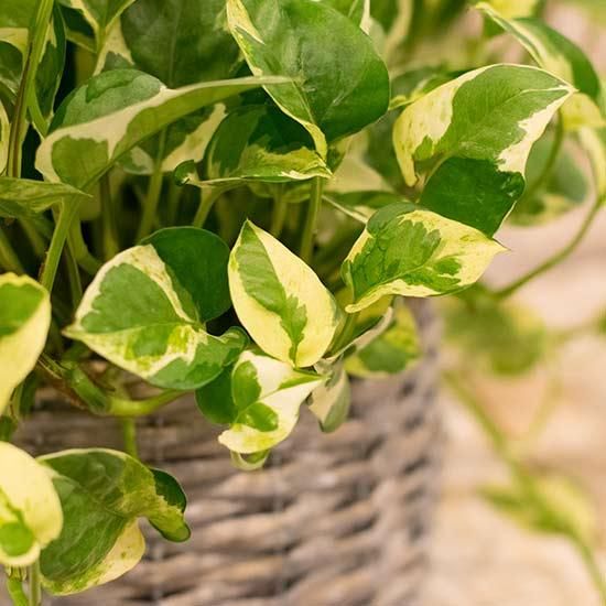 ポトス エンジョイ 鉢カバー入り 花成 西新宿の花屋 日陰で楽しめる植物を扱うフラワーショップ ポトス エンジョイ 鉢カバー入り 花成 西新宿の花屋 日陰で楽しめる植物を扱うフラワーショップ