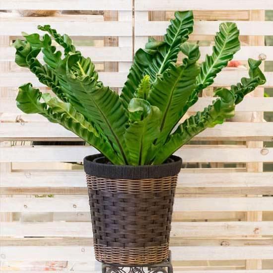 アスプレニウム コブラシダ 鉢カバー入り Ileafアイリーフ 西新宿の花屋 日陰で楽しめる植物を扱うフラワーショップ