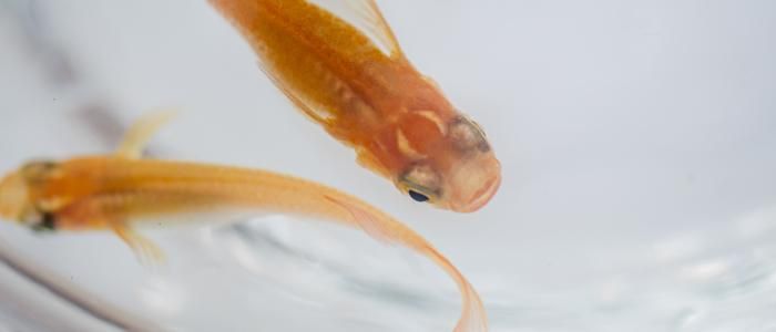 メダカ販売 翔愛めだか