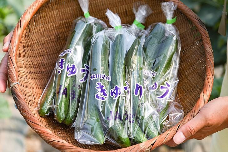 予約商品】JAうご産 良品きゅうり（4本×3P） - JAうごオンライン