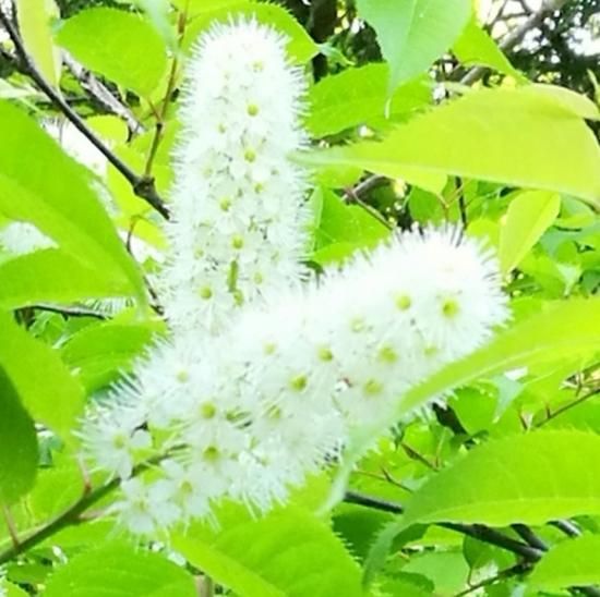 山桜（ソメイヨシノ・山桜・ウワミズザクラ）〈1kg〉（富山県で採れた