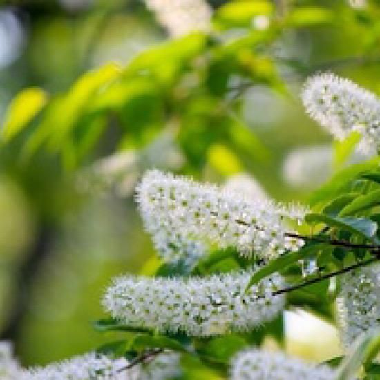 山桜（ソメイヨシノ・山桜・ウワミズザクラ）〈450g〉（富山県で