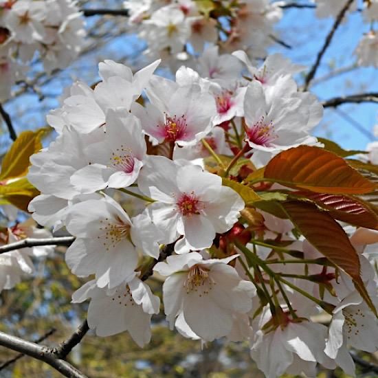 山桜（ソメイヨシノ・山桜・ウワミズザクラ）〈450g〉（富山県で