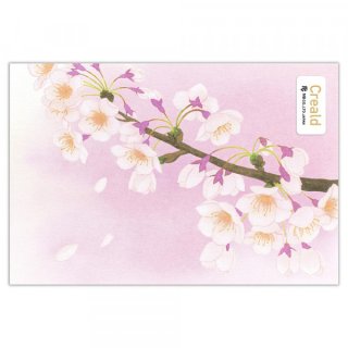 ポストカード　桜