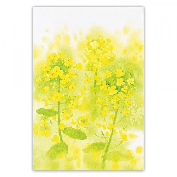 ポストカード 菜の花 - エヌビー社 OFFICIAL ONLINE SHOP ポストカード 菜の花 - エヌビー社 OFFICIAL ONLINE SHOP