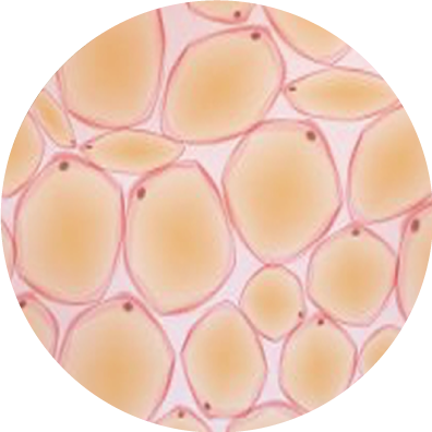 ヒト脂肪細胞
