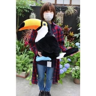オオハシ - 掛川花鳥園公式通販サイト FBPshop オオハシ - 掛川花鳥園公式通販サイト FBPshop