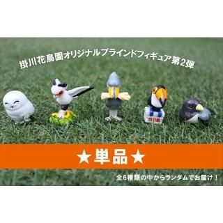 オオハシ - 掛川花鳥園公式通販サイト FBPshop