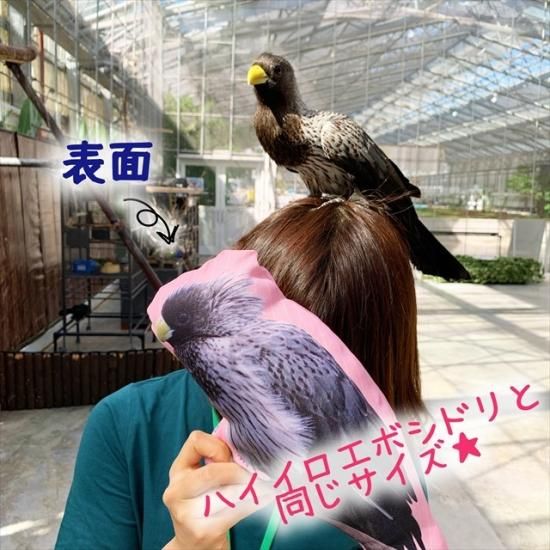 ダイカットクッションハイイロエボシドリ - 掛川花鳥園公式通販