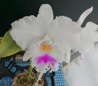 Phal. schilleriana 'YL42' - 瀬戸内オーキッド Phal. schilleriana 'YL42' - 瀬戸内オーキッド