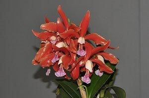 C. granulosa 'Burle Max' SM/JOGA(MC) - 瀬戸内オーキッド