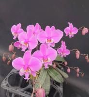 C. ‘Blue Magic’ ブルーパールブルーマジック カトレア 花なし株】 カトレア ブルーパール 'ブルーマジック' C.Blue