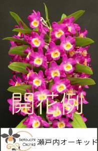 洋蘭 デンドロビューム コルク付き 着生蘭 赤系 - 瀬戸内オーキッド