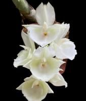 トラック野郎 キンリョウヘン原種 抜き苗4本セット Amazon.co.jp: キンリョウヘン（金稜辺） 原種系 赤花 実生 6cm