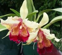 商品検索 - 瀬戸内オーキッド