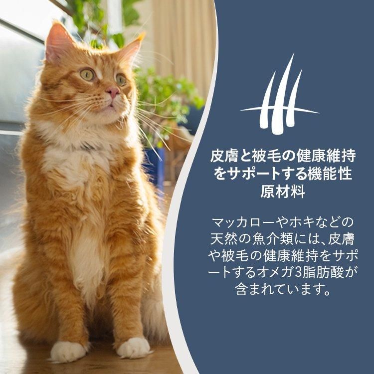 ͥ
