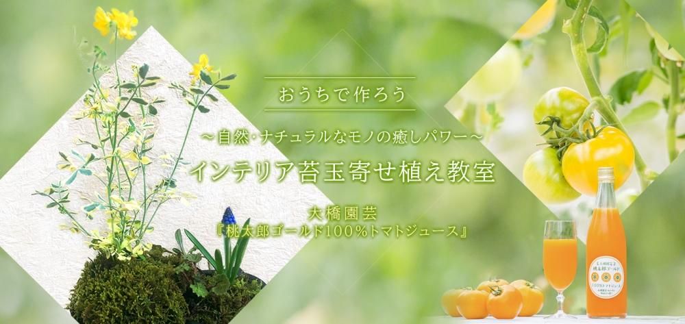 おうちで作ろう 「自然・ナチュラルなモノの癒しパワー インテリア苔玉寄せ植え教室」 &大橋園芸『桃太郎ゴールド100%トマトジュース』