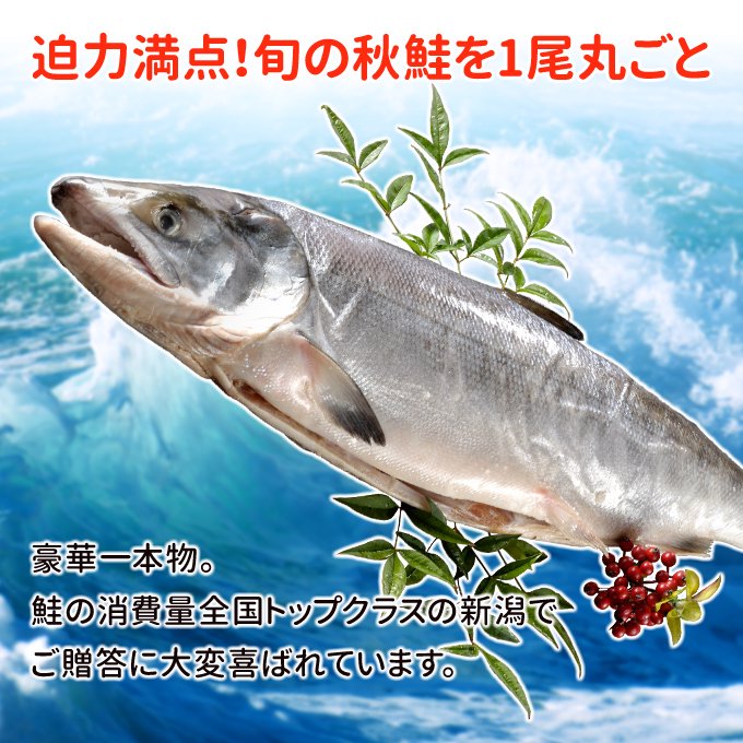 50%OFF!】【50%OFF!】熟成新巻鮭 1切 鮭、サーモン
