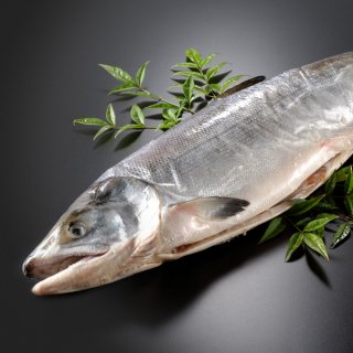 北海道産 新巻鮭一本物 約4.0kg