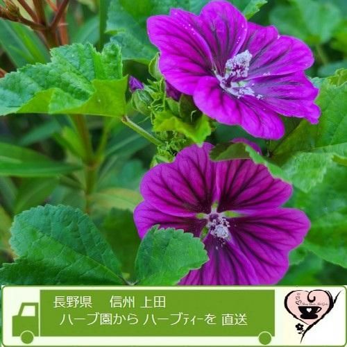 マロウブレンドハーブティー 自家製 無農薬 オリジナル 信州うらさとハーブ園 無農薬 自家製 オリジナルブレンドハーブティー通販 マロウブレンドハーブティー 自家製 無農薬 オリジナル 信州うらさとハーブ園 無農薬 自家製 オリジナルブレンドハーブティー通販
