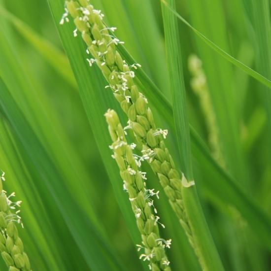 お米 30kg 送料無料 清流ひのひかり芥田川 - 里山農家のおいしいお米 お米 30kg 送料無料 清流ひのひかり芥田川 - 里山農家のおいしいお米