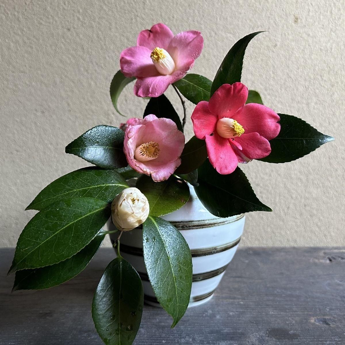 細川護光 赤楽ぐい呑 赤樂 酒盃 酒器 茶碗 光悦 豆盃付き 新品未使用 天盃｜カップ｜商品｜佐藤善六漆器店［川連漆器］