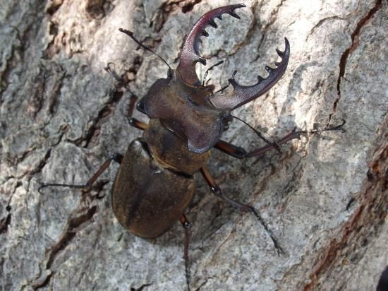 山採り　コハウチワカエデ ミヤマガマズズミ　混合気 楽天市場】ミヤマクワガタ オス ♂ 大型 【山口県産 WD個体
