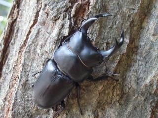 くわがた散歩道商店