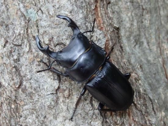 国産オオクワガタ単品 (佐賀産 WD オス52㎜)- くわがた散歩道商店