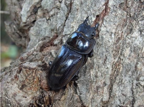 長崎県 対馬産 オオクワガタ メス 野外品 座標付き 国産オオクワガタペア (対馬産 WD オス62.5㎜、WD メス39㎜)- くわがた