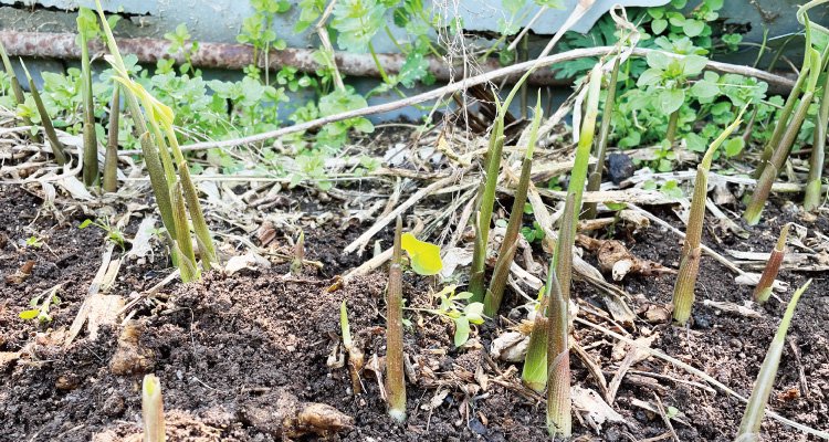 夏に収穫できる茗荷の苗の育て方をご紹介