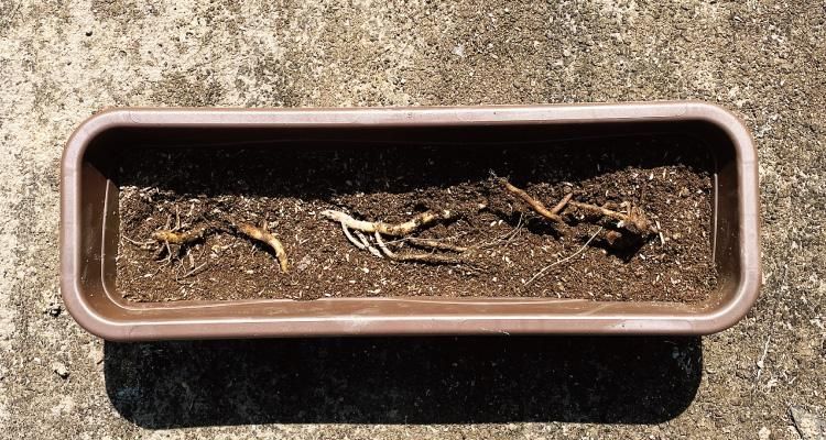 夏に収穫できる茗荷の苗の育て方をご紹介